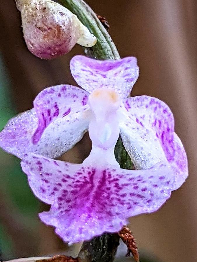 Aerides multiflora — related species from the same genus