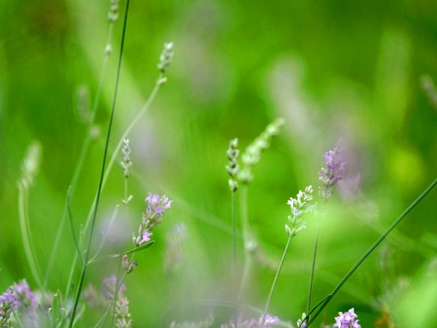 Polypogon viridis flower