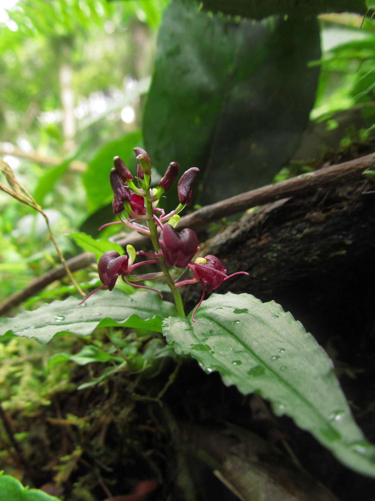 Liparis deistelii — houseplant care guide