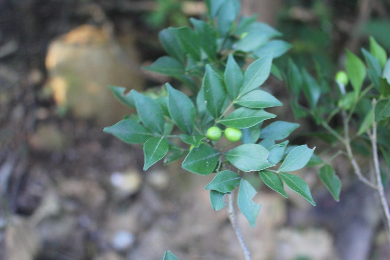 Zornia reticulata habit