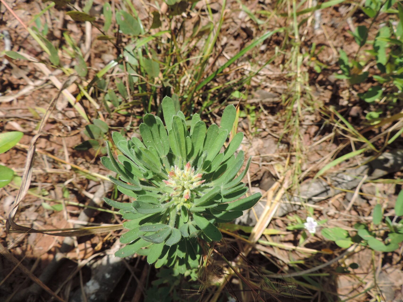 Crotalaria cephalotes habit