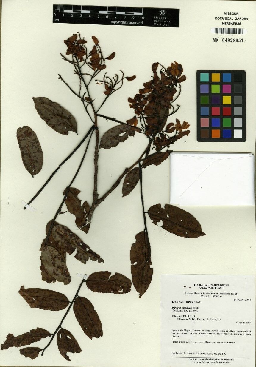 Dipteryx magnifica — related species from the same genus