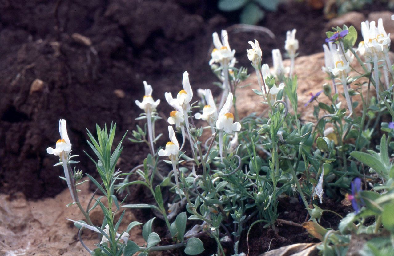 Linaria reflexa habit