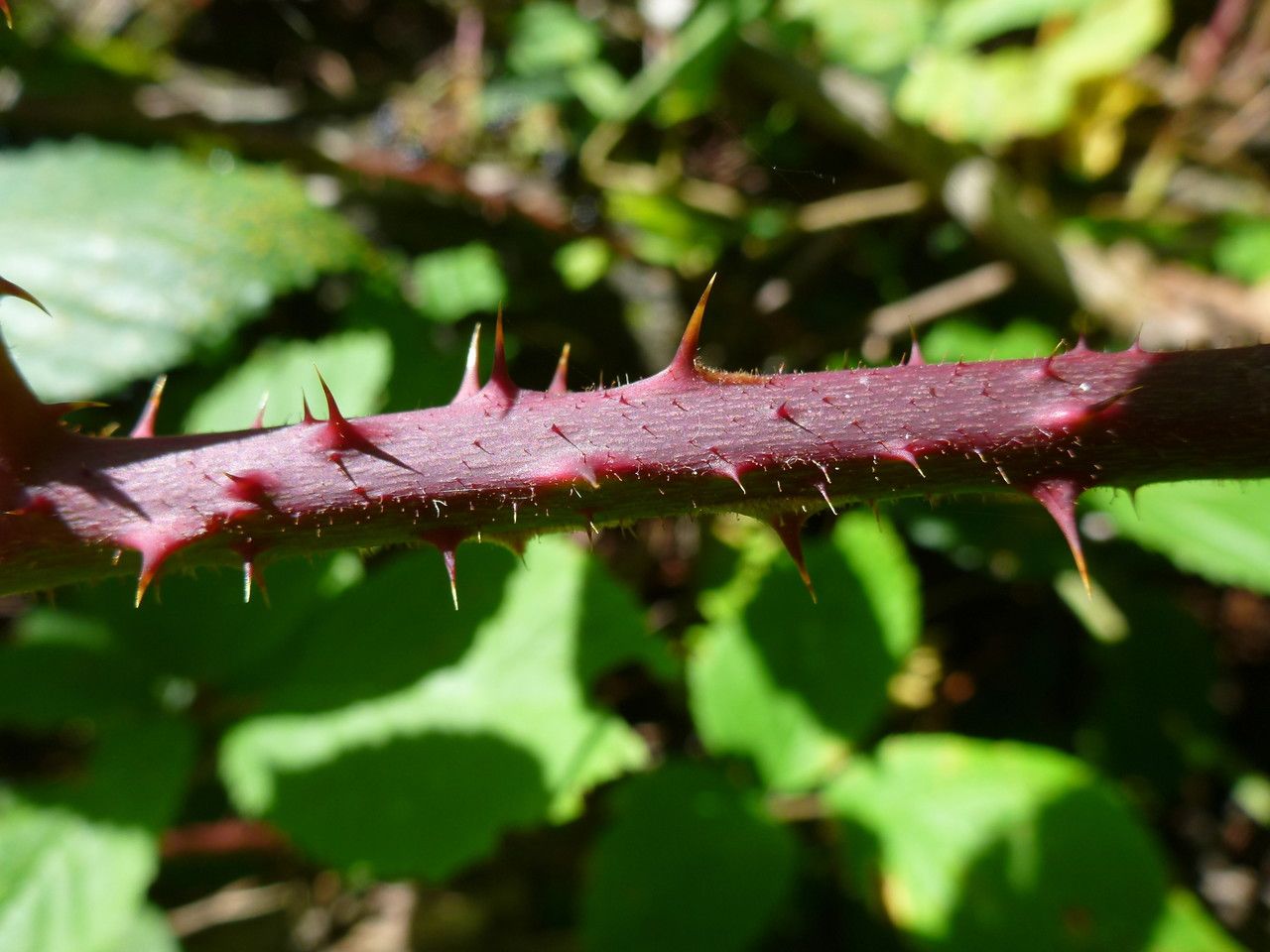 Rubus uncinatus bark