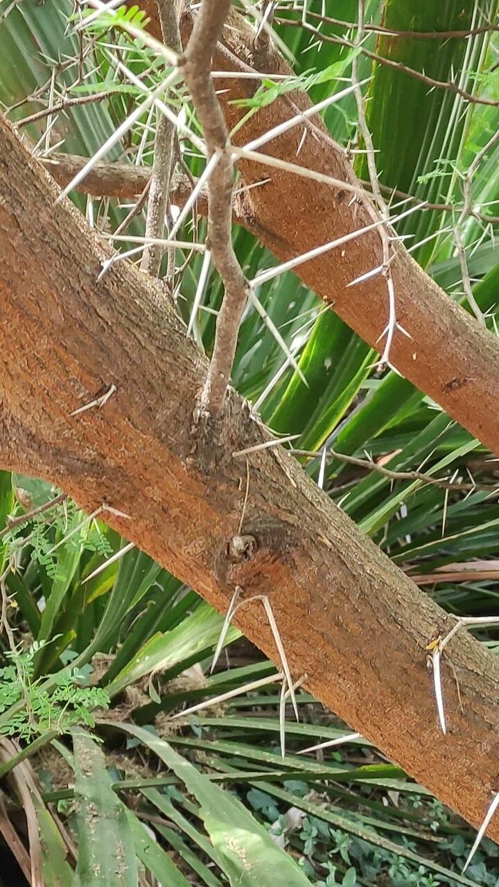 Acacia cardiophylla bark