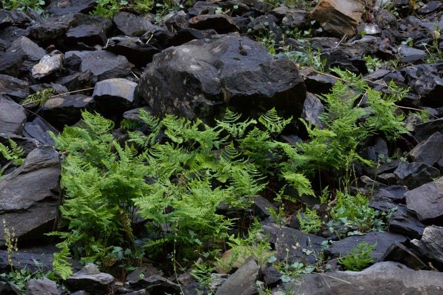 Gymnocarpium robertianum flower