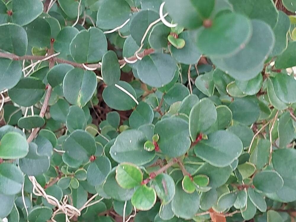 Viburnum atrocyaneum
