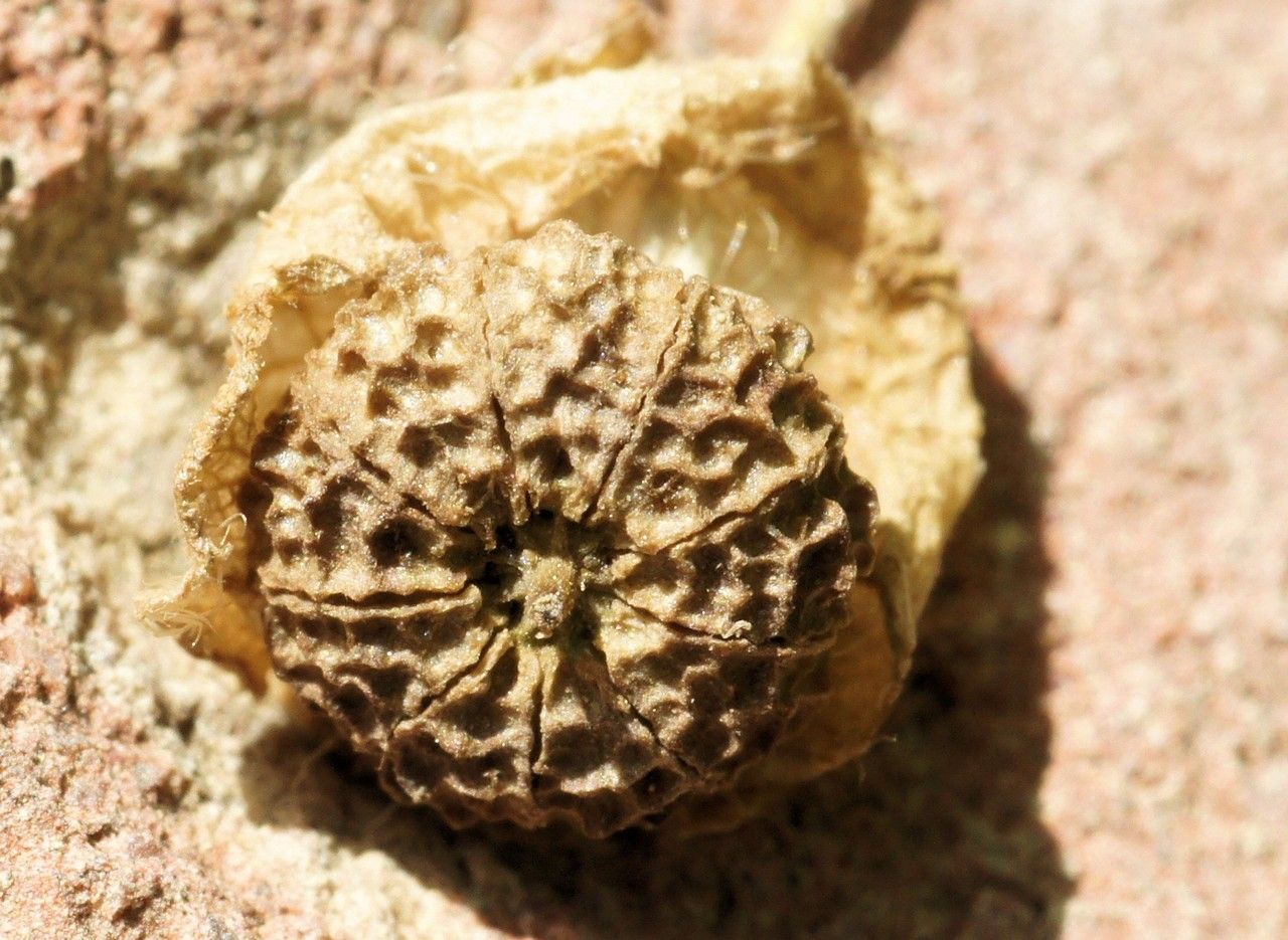 Malva nicaeensis fruit