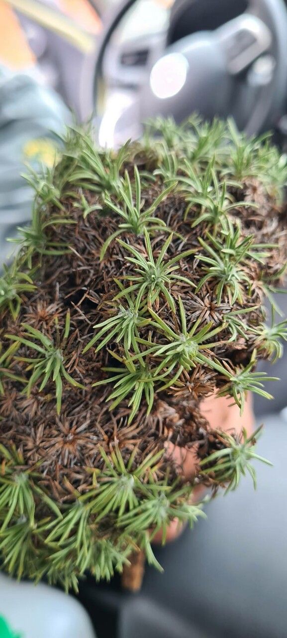 Plantago famarae leaf