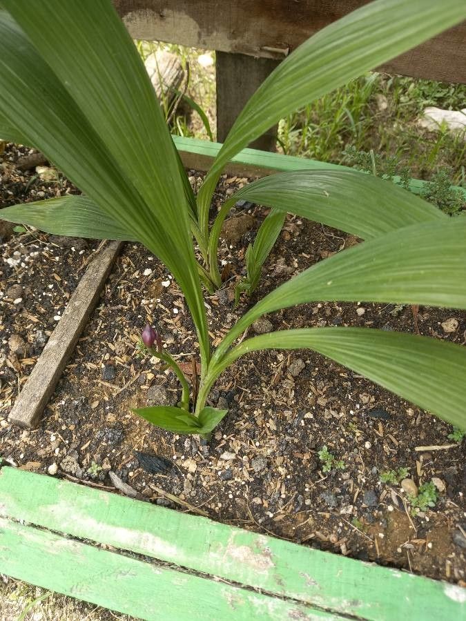 Spathoglottis plicata — difficulty difficulty houseplant