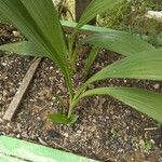 Spathoglottis plicata