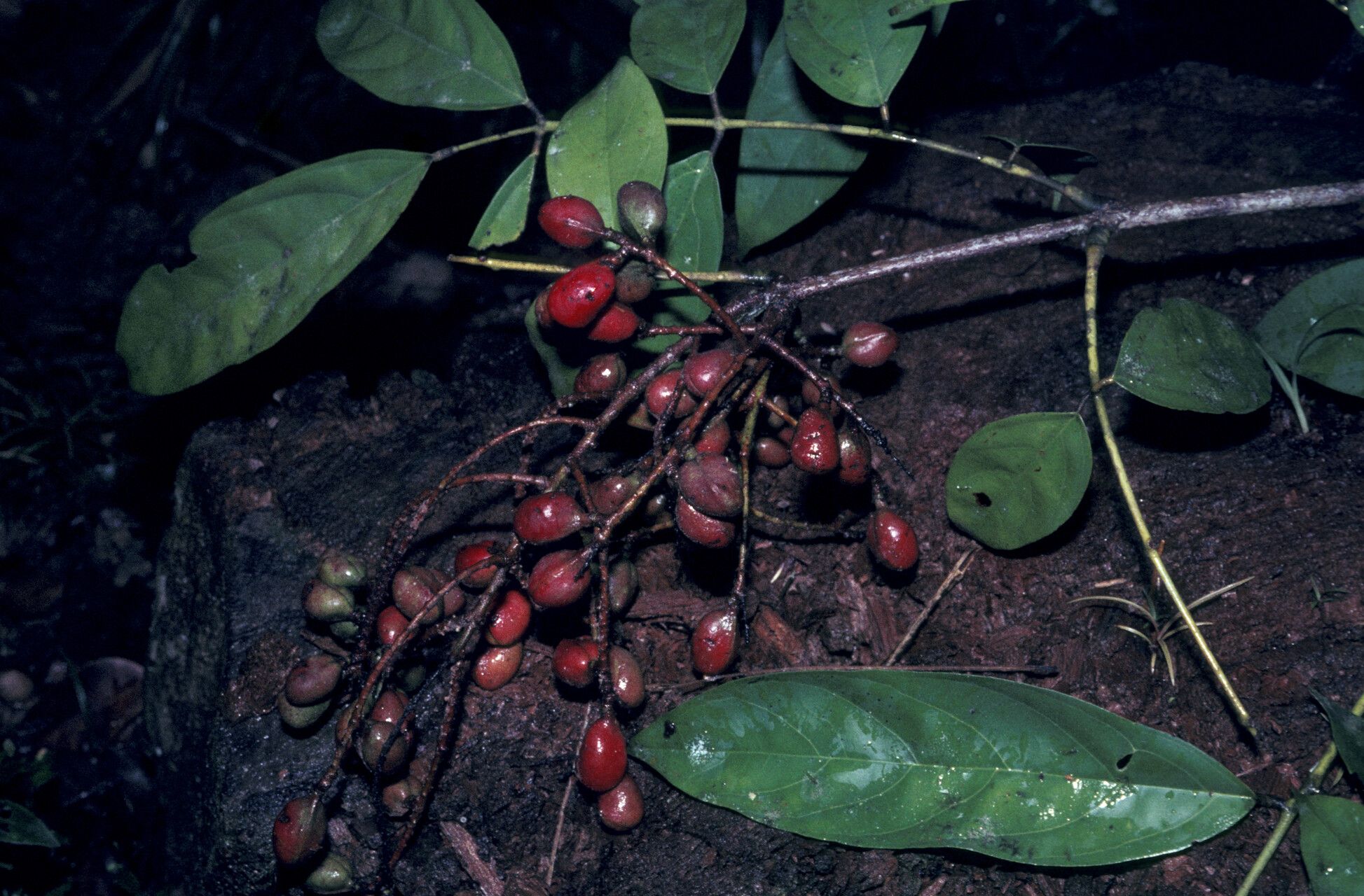 Connarus erianthus — houseplant care guide