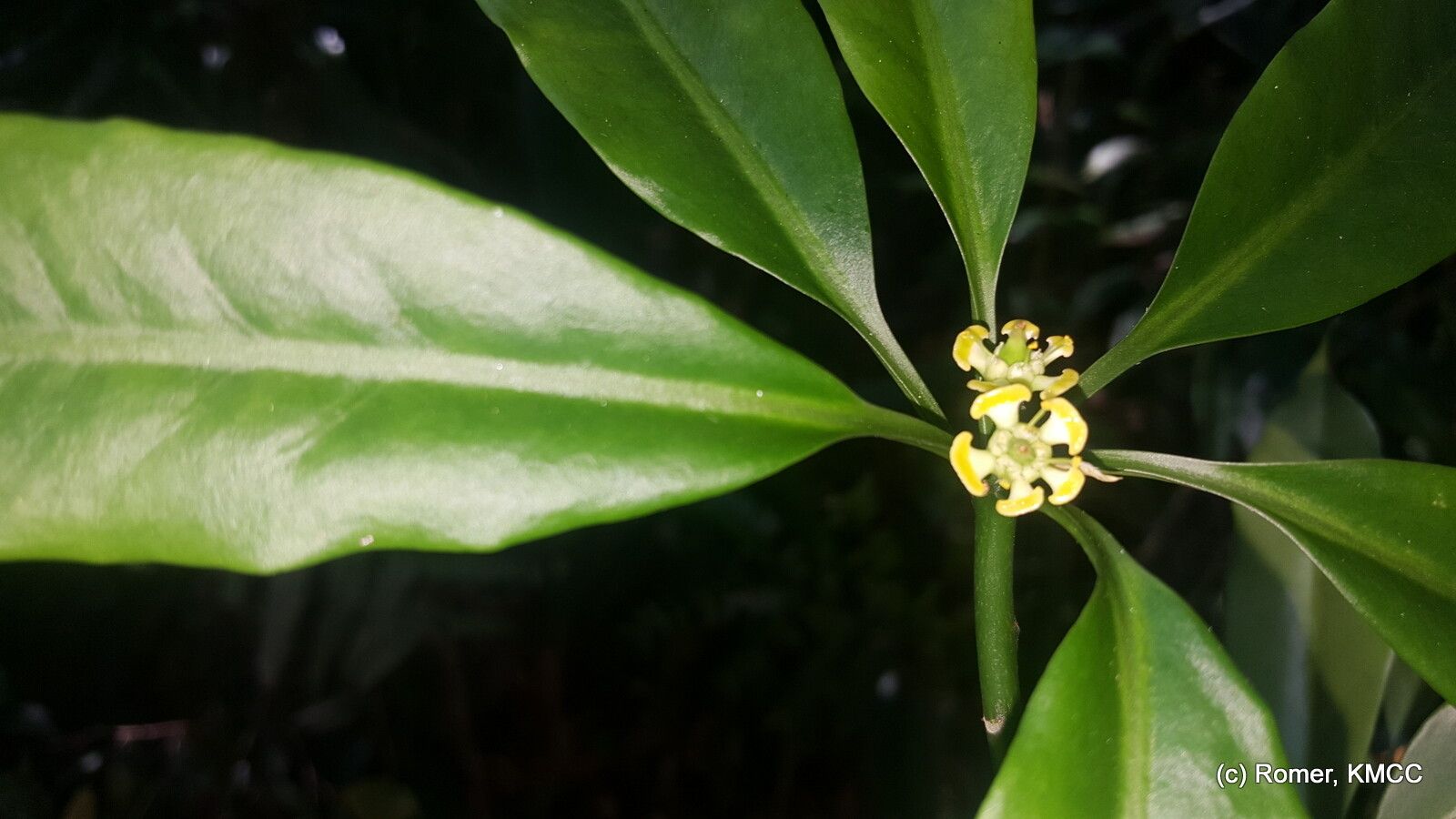 Euphorbia pachysantha flower