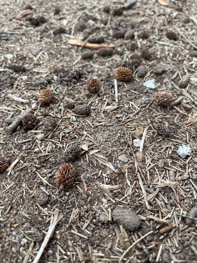 Casuarina cunninghamiana fruit
