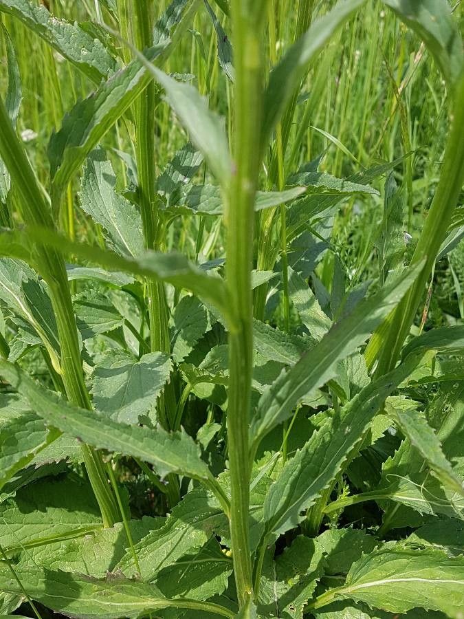 Phyteuma nigrum bark