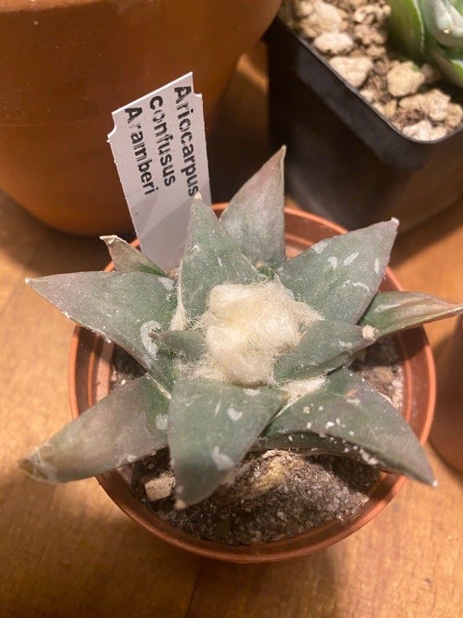 Ariocarpus kotschoubeyanus — houseplant care guide