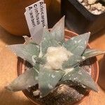 Ariocarpus kotschoubeyanus