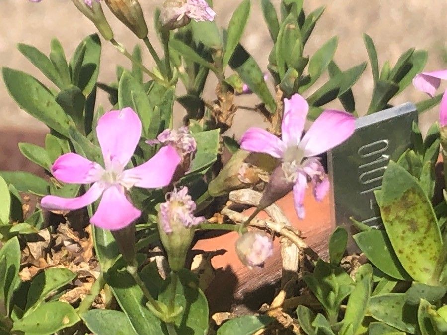 Silene pardoi flower