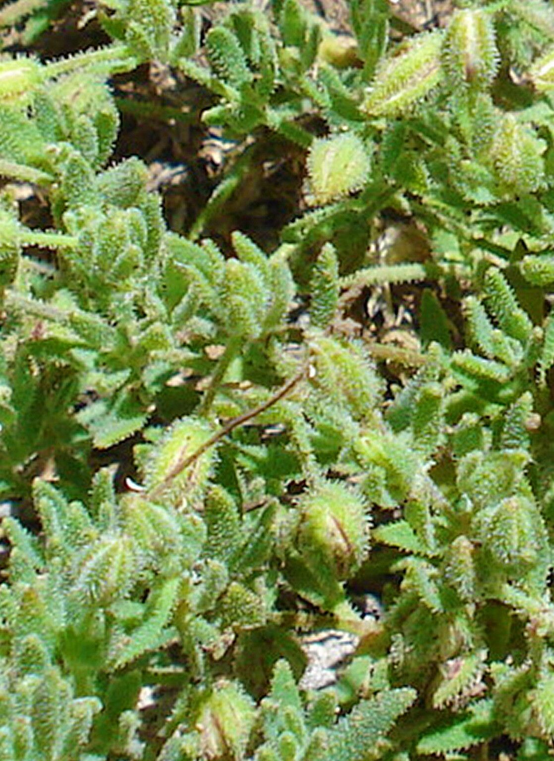 Drymaria arenarioides — related species from the same genus