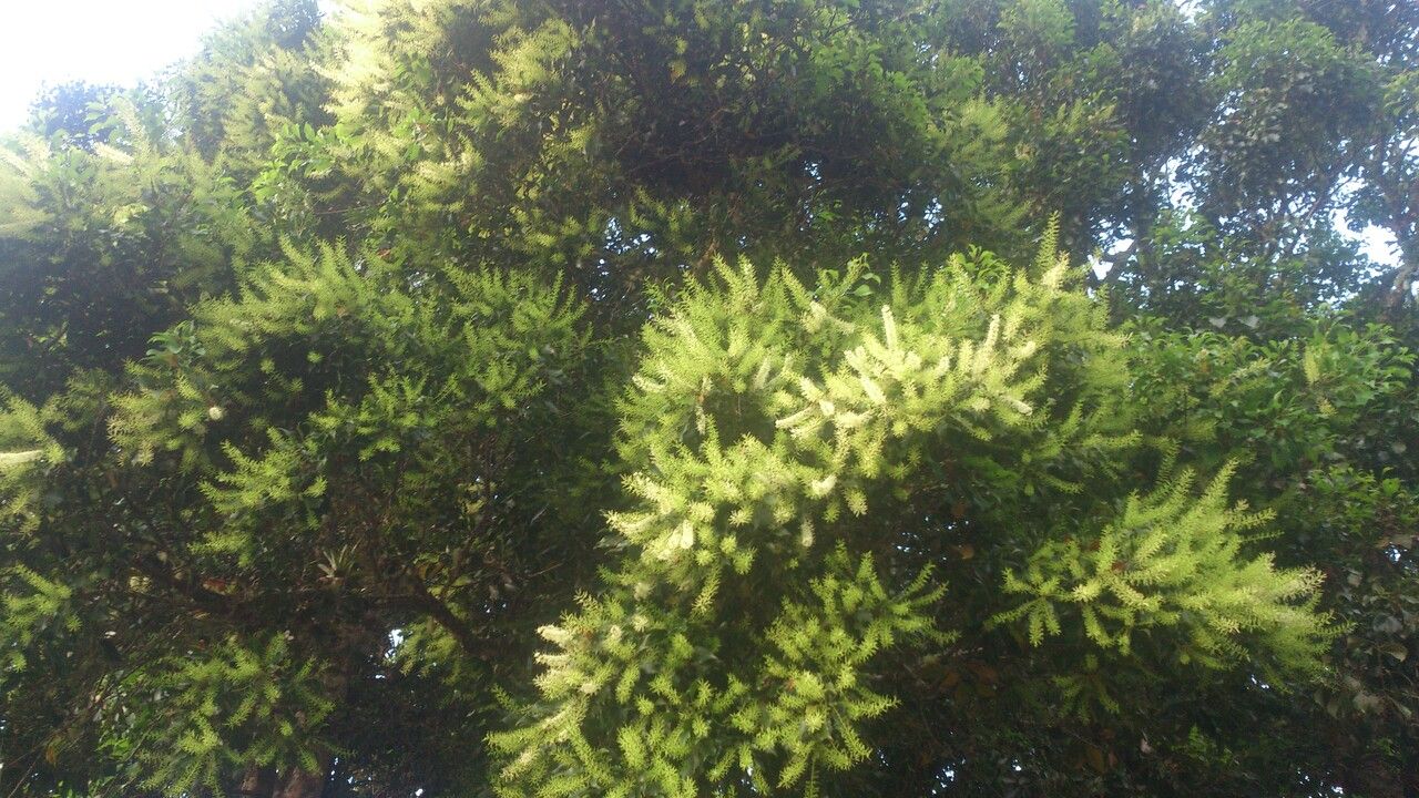 Roupala glaberrima flower