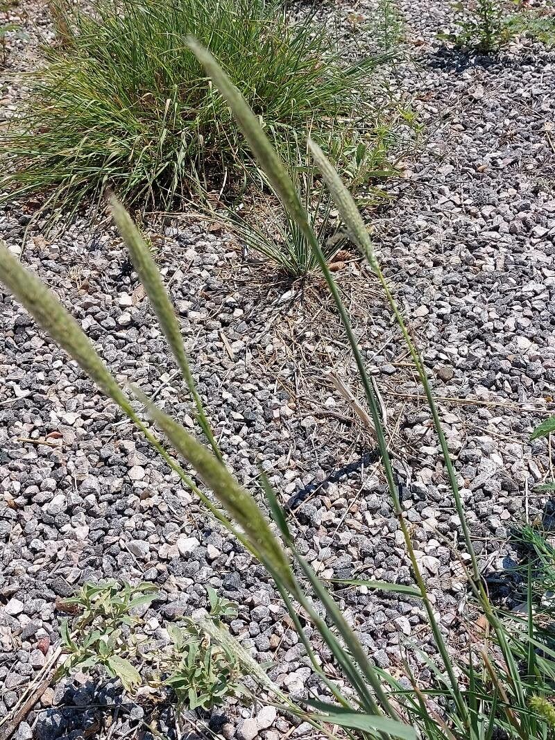 Hordeum bulbosum — search result for 'Afghanistan'