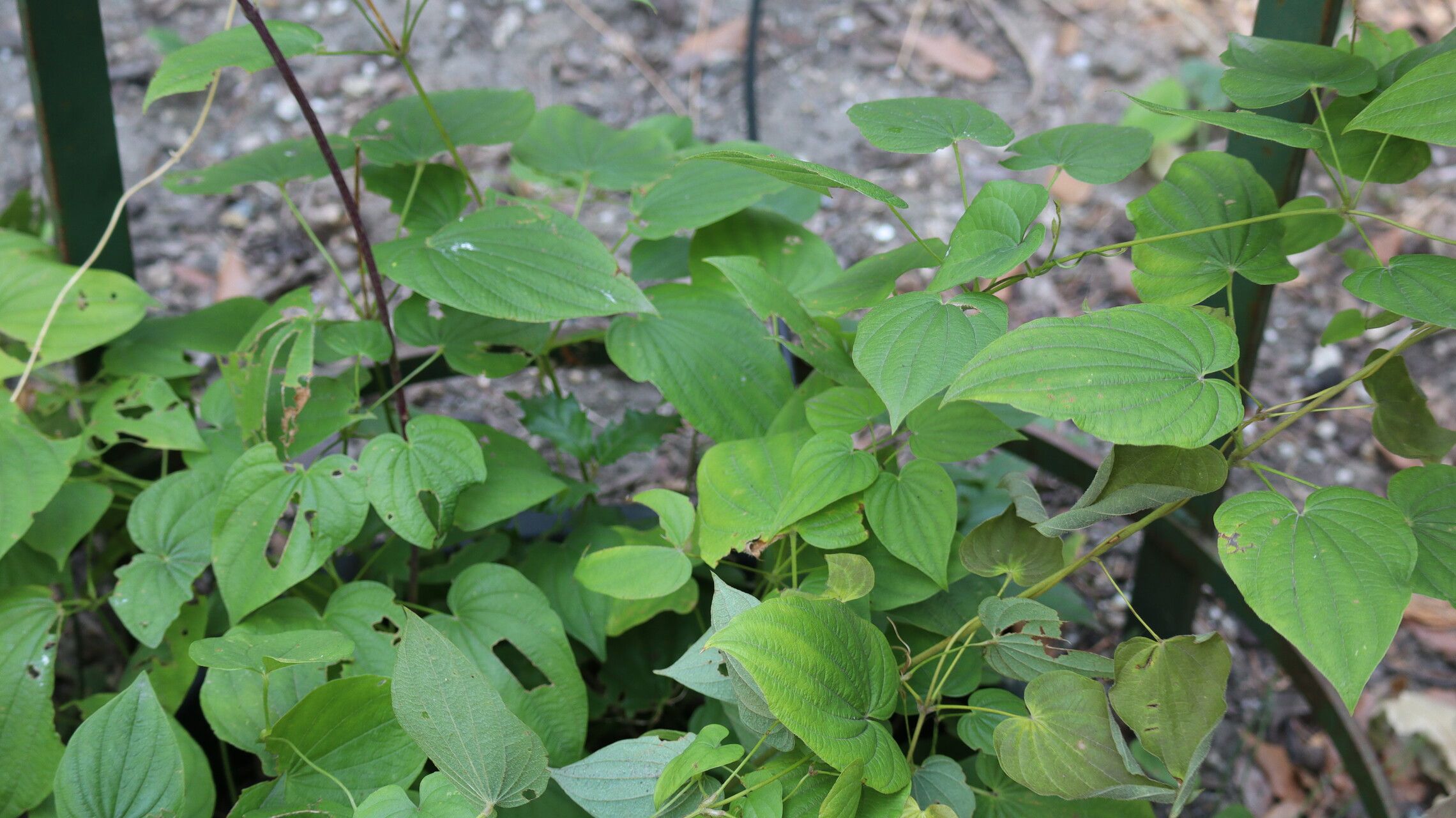 Dioscorea divaricata leaf