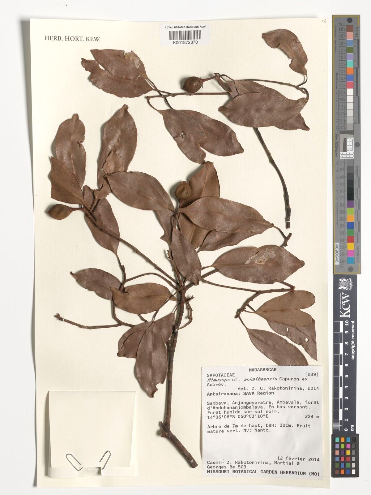 Mimusops ankaibeensis — related species from the same genus