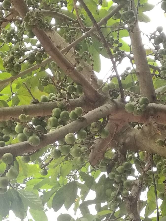 Ficus hispida fruit