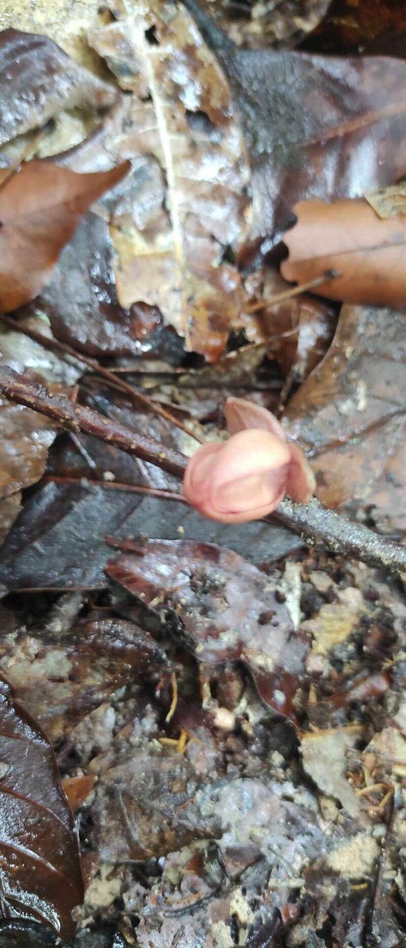 Duguetia flagellaris flower