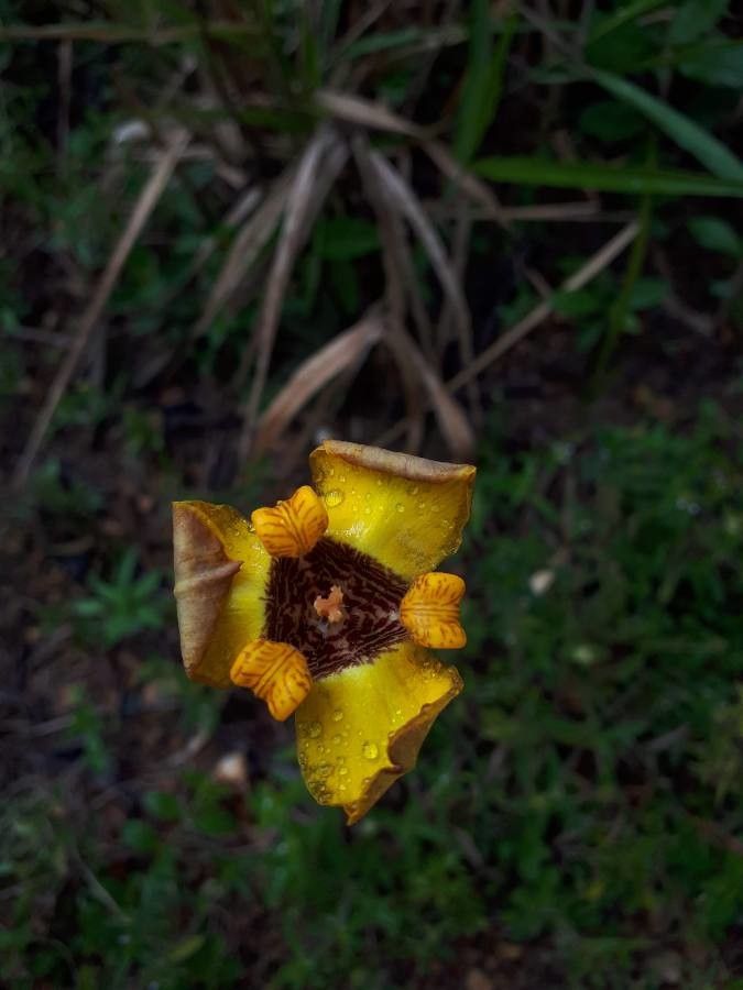 Trimezia juncifolia flower