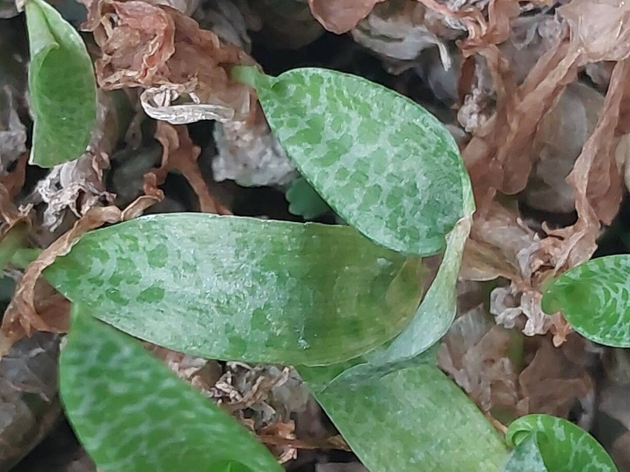 Ledebouria parvifolia leaf