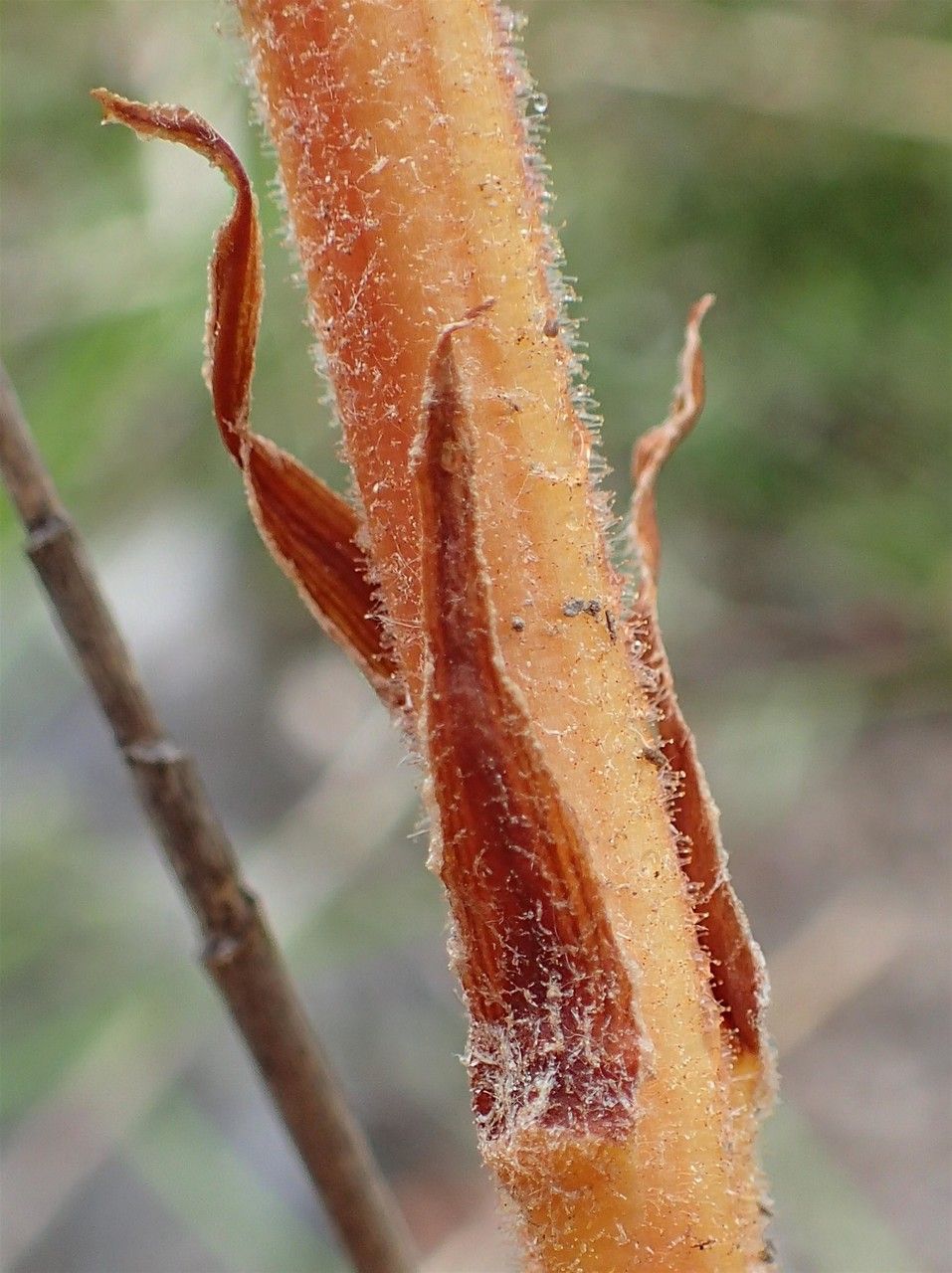 Orobanche gracilis fruit