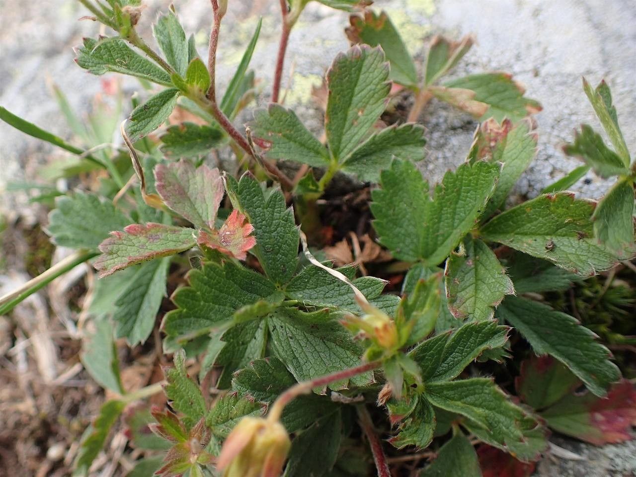 Potentilla frigida habit