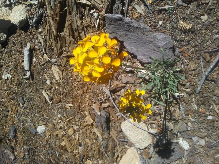 Erysimum asperum flower
