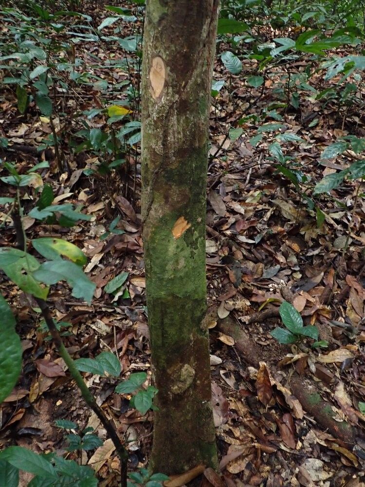Tapura bouquetiana — related species from the same genus