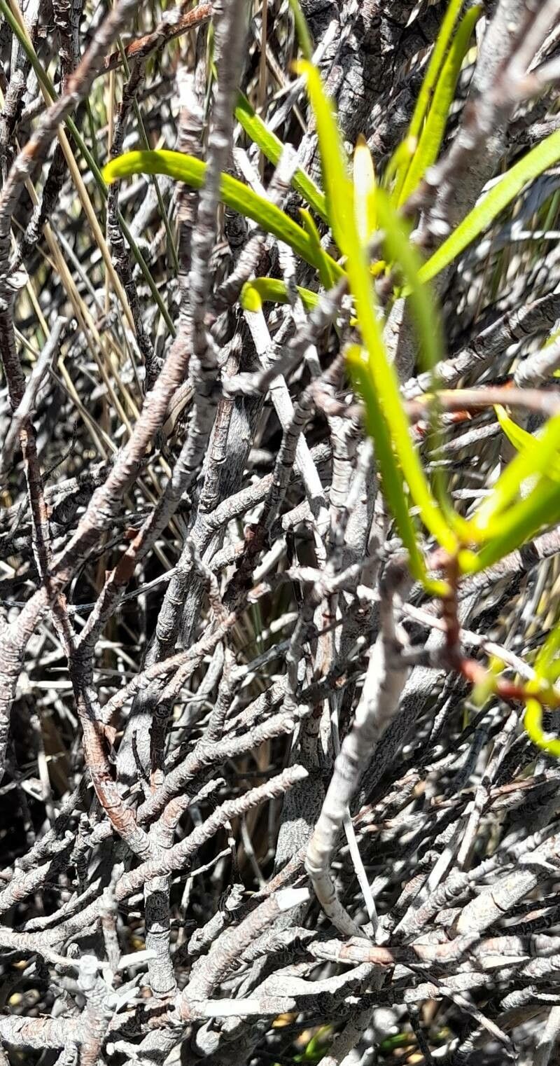 Colliguaja integerrima bark