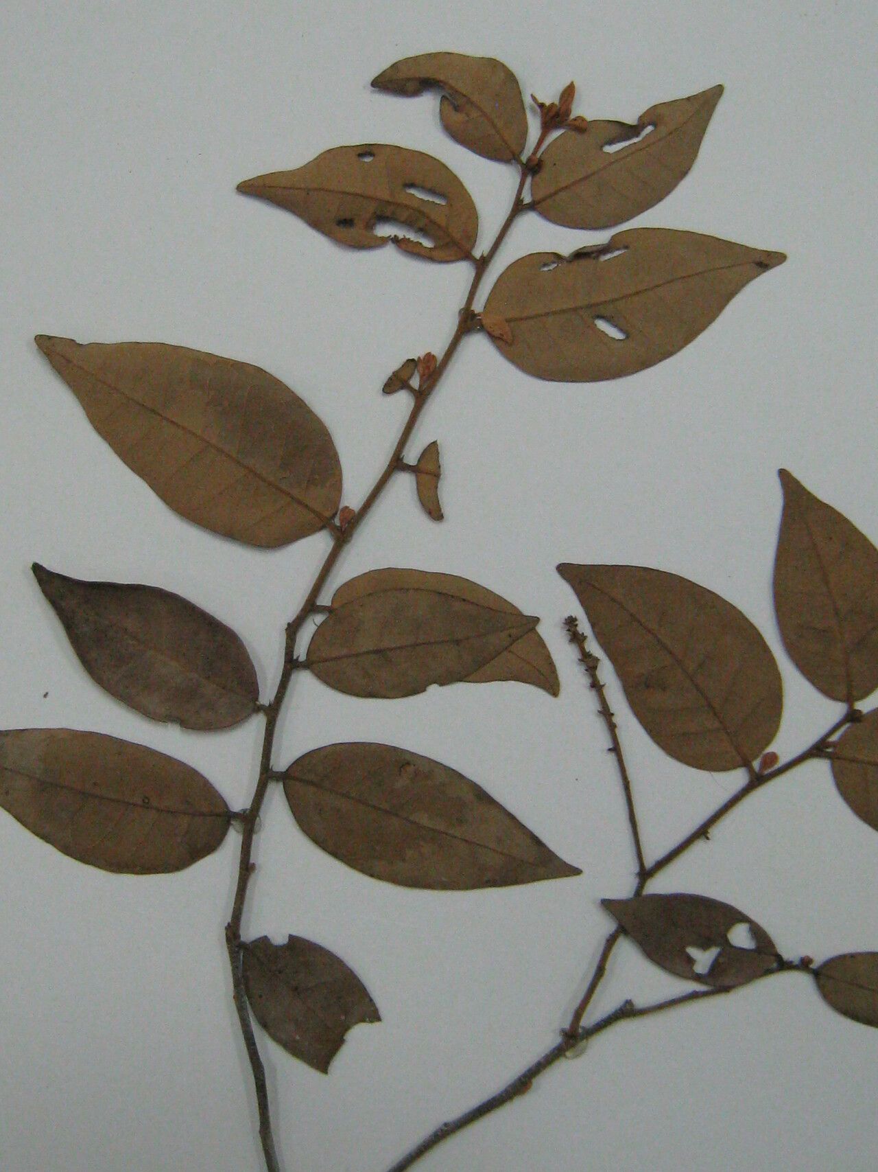 Licania incana — houseplant care guide