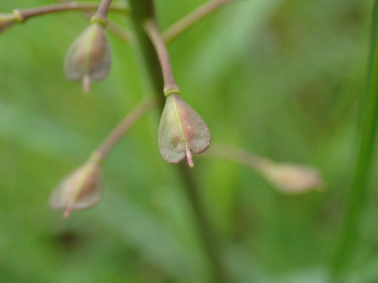 Noccaea caerulescens fruit