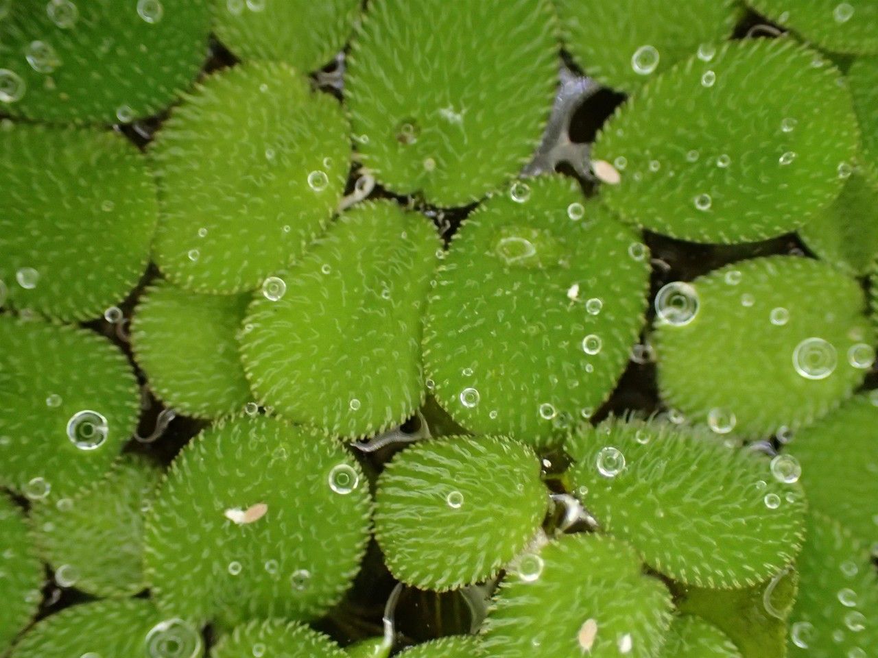 Salvinia minima habit