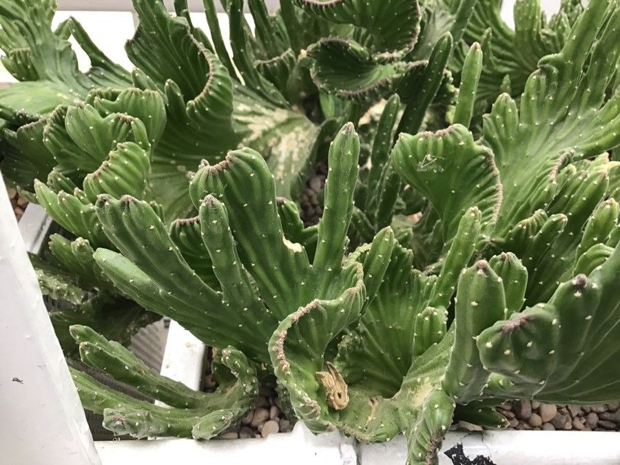 Stapelia leendertziae — search result for 'Zimbabwe'