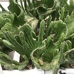 Stapelia leendertziae