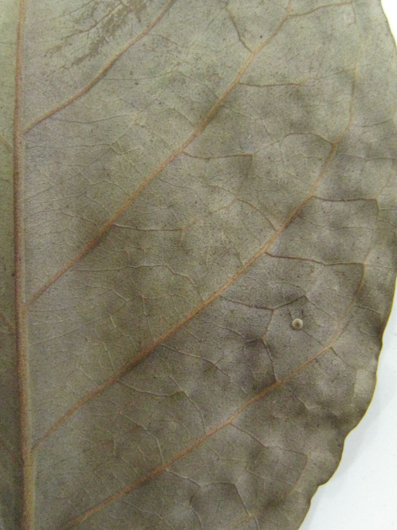 Eugenia wullschlaegeliana — houseplant care guide