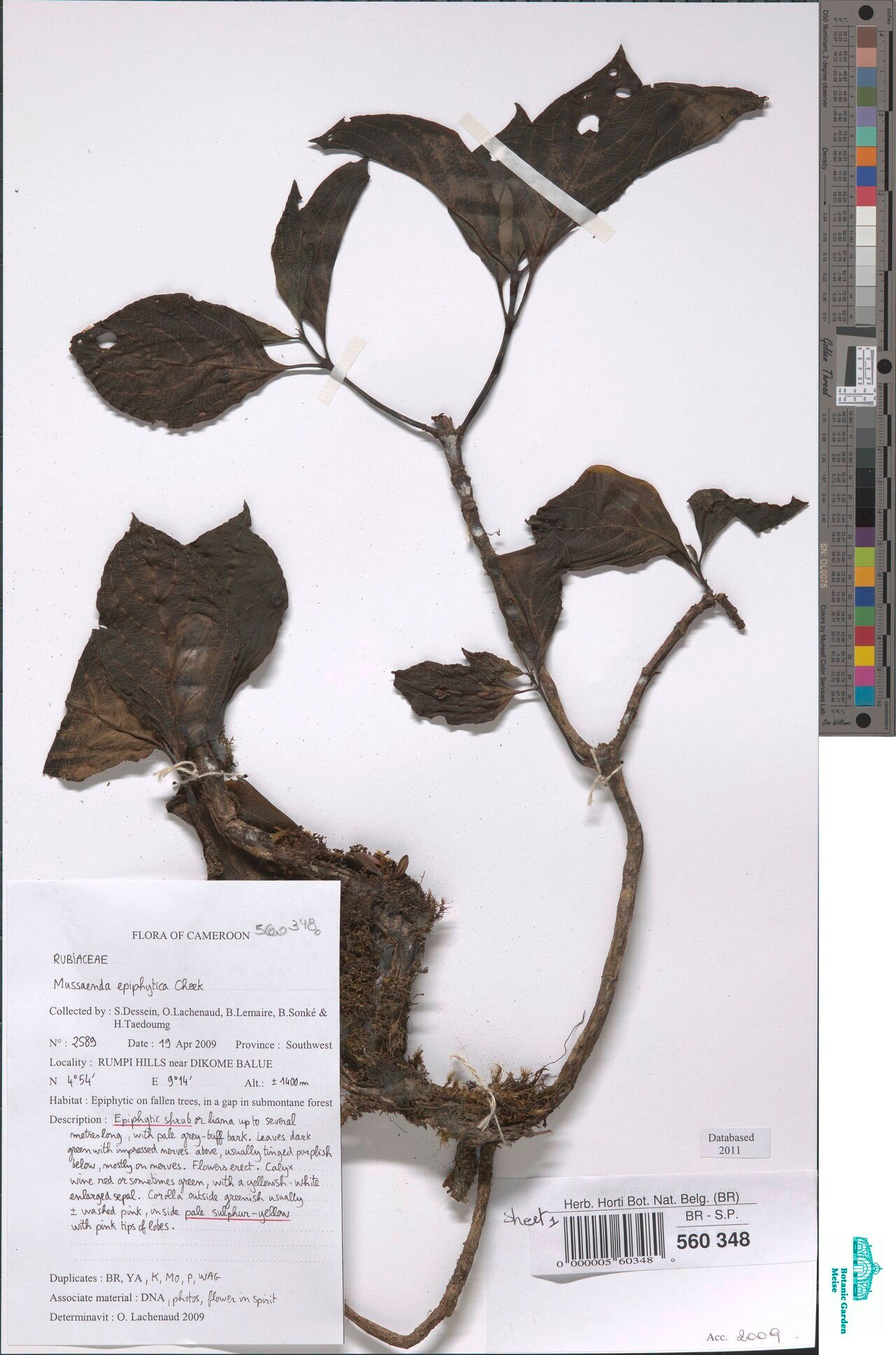 Mussaenda epiphytica — search result for 'Mussaenda'