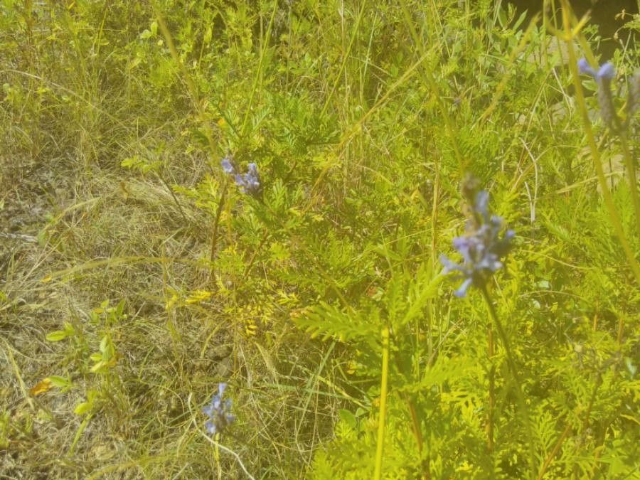 Lavandula canariensis fruit