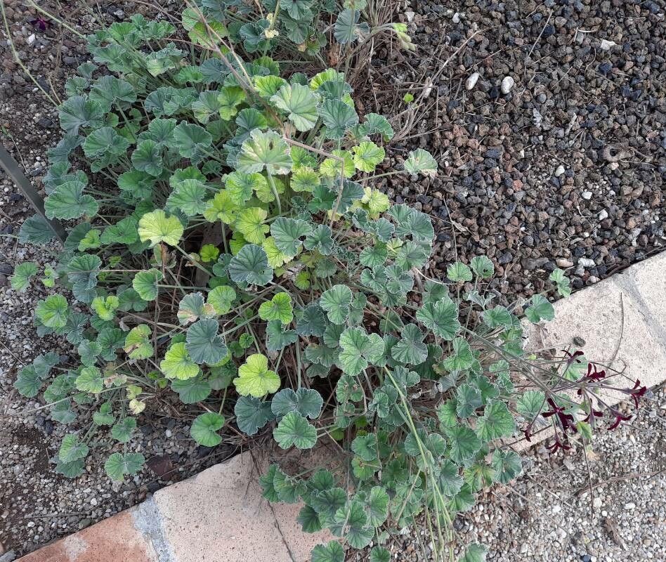 Pelargonium sidoides habit