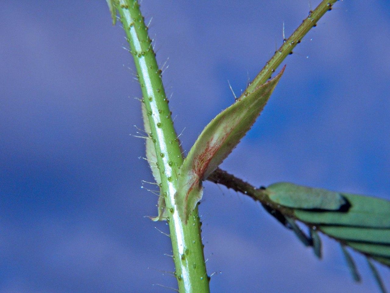 Aeschynomene scabra bark