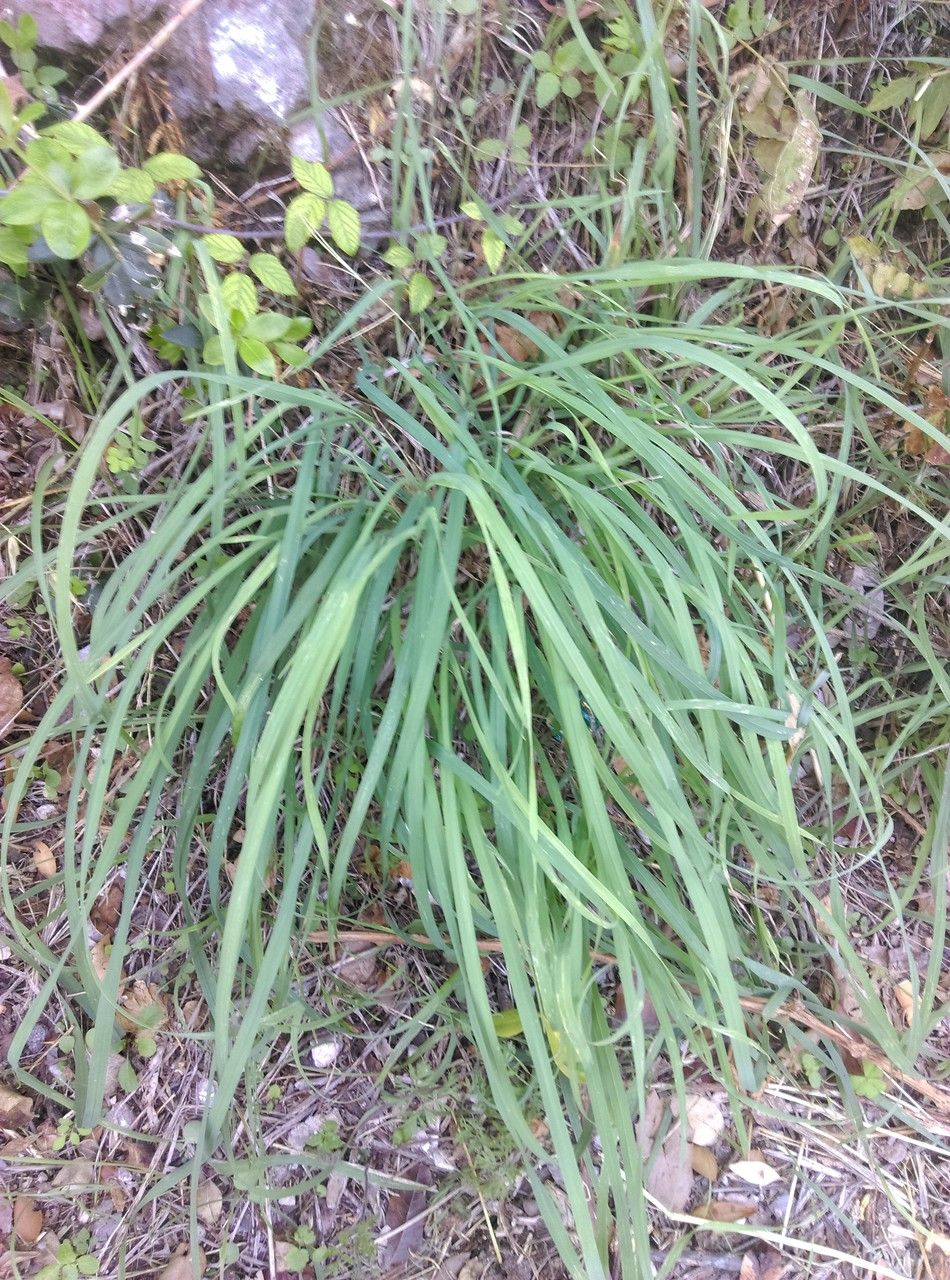 Calamagrostis varia leaf