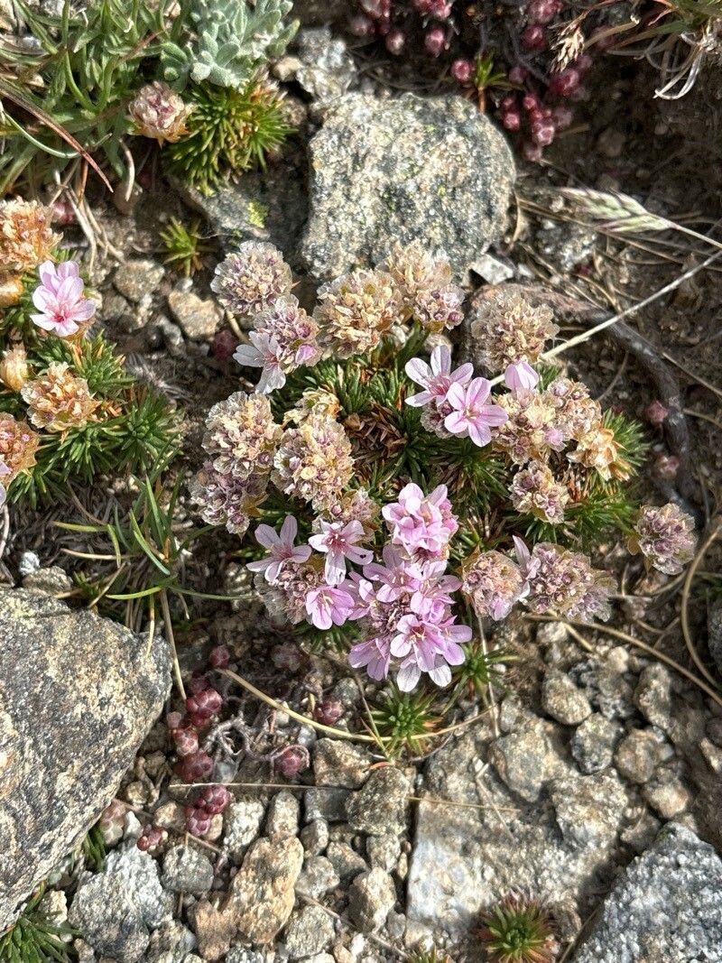 Armeria caespitosa flower