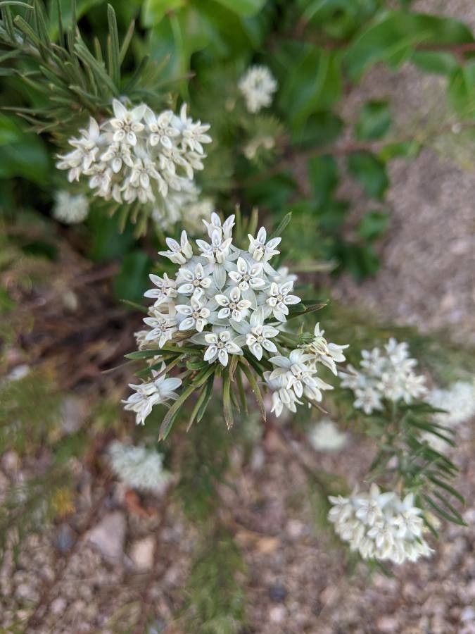 Asclepias linaria flower