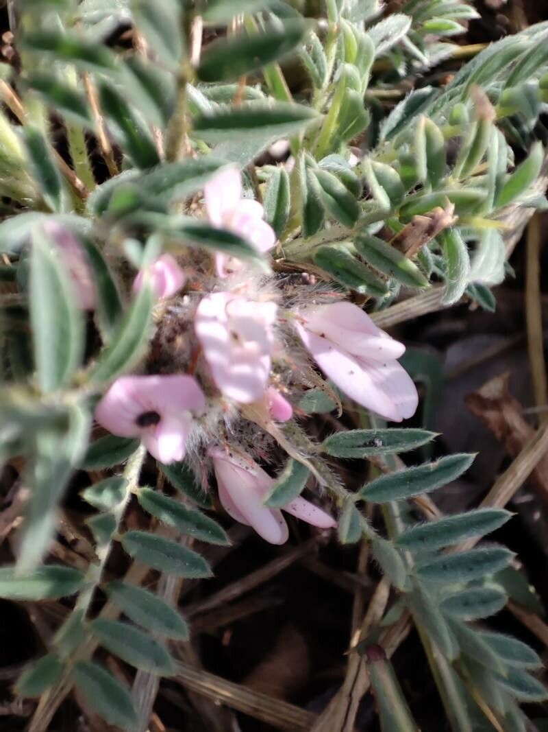 Astragalus siculus flower